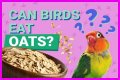 Can Birds Eat Herbs? - Kylon Powell