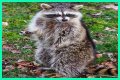 Can Raccoons Get Distemper? - Kylon Powell