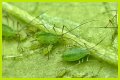 Does Sulphur Kill Aphids? - Kylon Powell