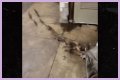 Rats Run Out From Under Homeless Person's Blanket on NYC Subway Platform